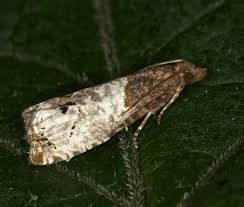 Attēlu rezultāti vaicājumam “Notocelia roborana”