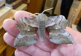 Attēlu rezultāti vaicājumam “Laothoe populi imago”