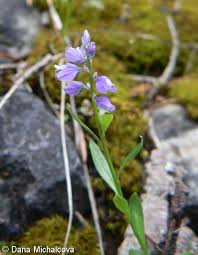 Attēlu rezultāti vaicājumam “Polygala amarella”