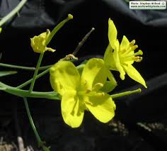Attēlu rezultāti vaicājumam “Diplotaxis tenuifolia bud”