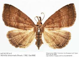 Attēlu rezultāti vaicājumam “Herminia tarsicrinalis”