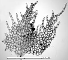 Attēlu rezultāti vaicājumam “Ptilidium pulcherrimum”