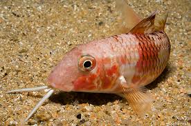 Image result for Mullus surmuletus