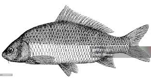 Image result for Cyprinus carpio