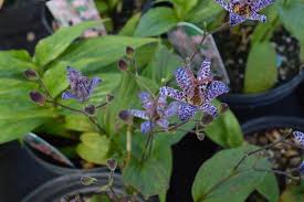 Image result for Tricyrtis `Black Beauty`