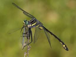Attēlu rezultāti vaicājumam “Gomphidae”