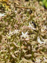 Attēlu rezultāti vaicājumam “Sedum hispanicum leaf”