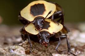 Attēlu rezultāti vaicājumam “Silphidae”