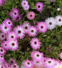 Image result for Mesembryanthemum criniflorum