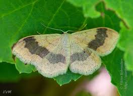 Attēlu rezultāti vaicājumam “Idaea aversata”