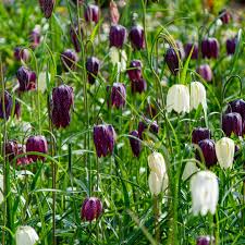 Attēlu rezultāti vaicājumam “Meleagris”