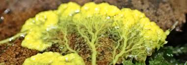 Attēlu rezultāti vaicājumam “Badhamia lilacina”