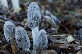 Attēlu rezultāti vaicājumam “Coprinus lagopus”