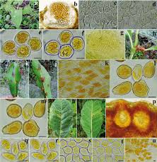 Attēlu rezultāti vaicājumam “Pucciniales”