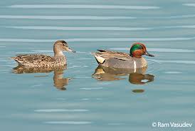 Attēlu rezultāti vaicājumam “Anas crecca”