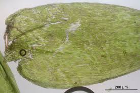 Attēlu rezultāti vaicājumam “Pseudotaxiphyllum elegans”