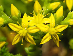 Attēlu rezultāti vaicājumam “Sedum acre flower”