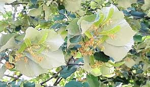 Attēlu rezultāti vaicājumam “Tilia tomentosa flower”