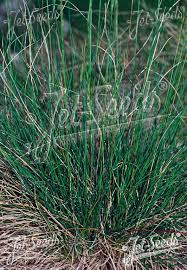 Attēlu rezultāti vaicājumam “Festuca ovina”