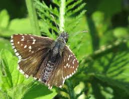 Attēlu rezultāti vaicājumam “Pyrgus serratulae”