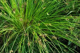 Attēlu rezultāti vaicājumam “Juncus effusus”