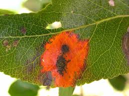 Attēlu rezultāti vaicājumam “Gymnosporangium sabinae”