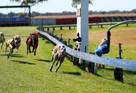 Image result for Reading Greyhound Track