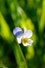 Attēlu rezultāti vaicājumam “Viola arvensis flower”