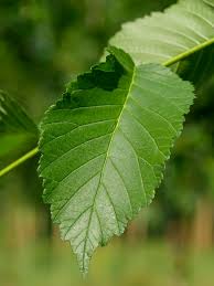Attēlu rezultāti vaicājumam “Ulmus x hollandica leaf”