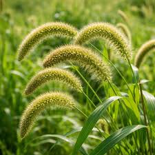 Attēlu rezultāti vaicājumam “Setaria italica”