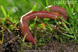 Attēlu rezultāti vaicājumam “Lumbricus terrestris”