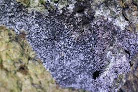 Attēlu rezultāti vaicājumam “Enerthenema papillatum stalked”