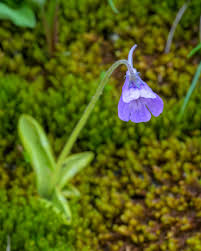 Attēlu rezultāti vaicājumam “Pinguicula vulgaris flower”