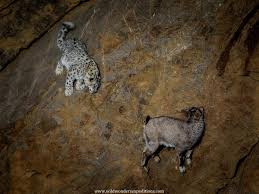 Attēlu rezultāti vaicājumam “Capra juvenile”