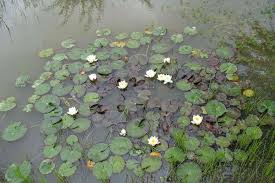 Attēlu rezultāti vaicājumam “Nymphaea alba leaf”