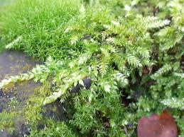 Attēlu rezultāti vaicājumam “Brachythecium salebrosum”