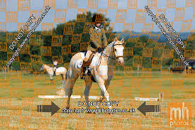 Image result for Chiddingfold Branch Of The Pony Club