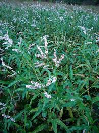 Attēlu rezultāti vaicājumam “Polygonum aviculare flower”