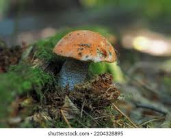 Attēlu rezultāti vaicājumam “Leccinum versipelle”