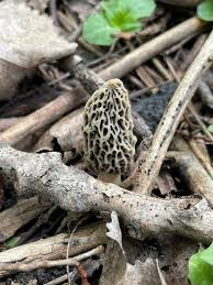 Attēlu rezultāti vaicājumam “Morchella sp.”