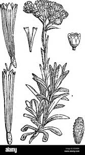 Attēlu rezultāti vaicājumam “Gnaphalium sylvaticum leaf”