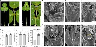 Attēlu rezultāti vaicājumam “Medicago x varia  leaf”
