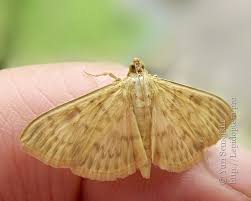 Attēlu rezultāti vaicājumam “Pleuroptya ruralis”