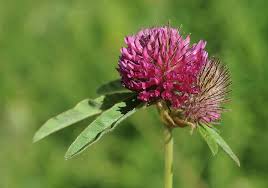 Attēlu rezultāti vaicājumam “Trifolium alpestre flower”