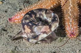 Image result for Haploblepharus pictus