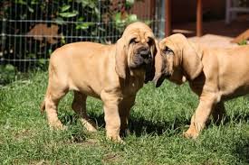 Image result for Carlisle BloodHounds