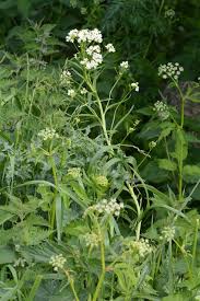 Attēlu rezultāti vaicājumam “Armoracia rusticana flower”
