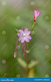Attēlu rezultāti vaicājumam “Epilobium montanum flower”