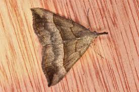 Attēlu rezultāti vaicājumam “Hypena proboscidalis”