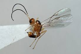 Attēlu rezultāti vaicājumam “Drepanosiphum platanoidis”